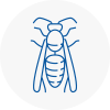 Darwen Wasp Nest Removal